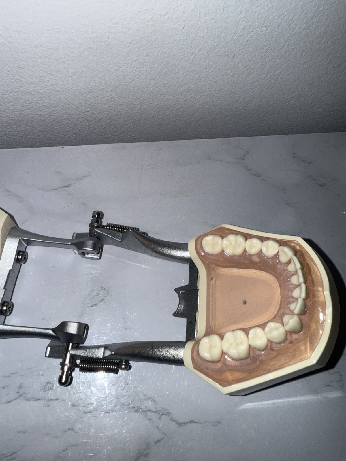 Nissin/Kilgore Dental Study Model Made In Japan PE-ANA001 – Can Remove Teeth