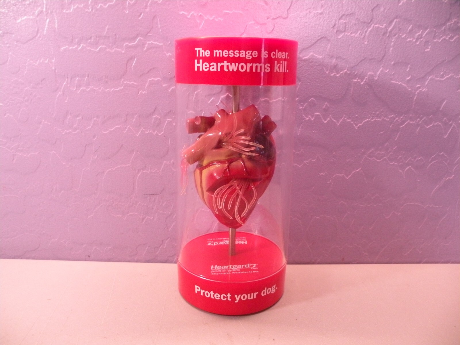 Anatomical Canine / Dog Heart model Veterinary Display E