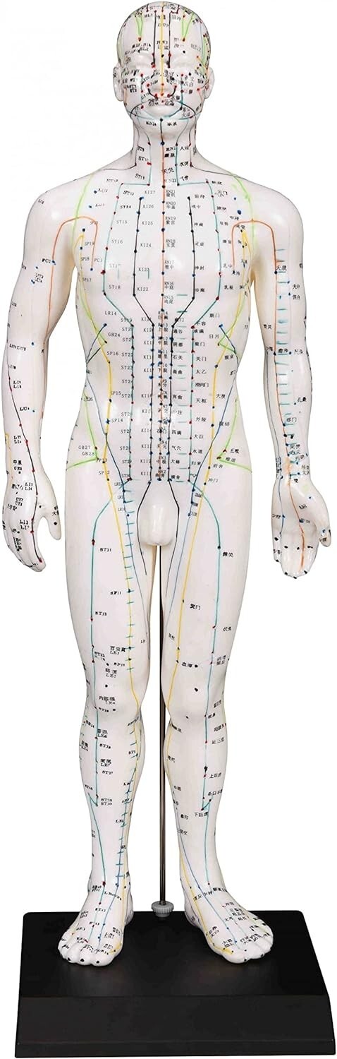 Male Acupuncture Model 20″ with Chinese and English Points