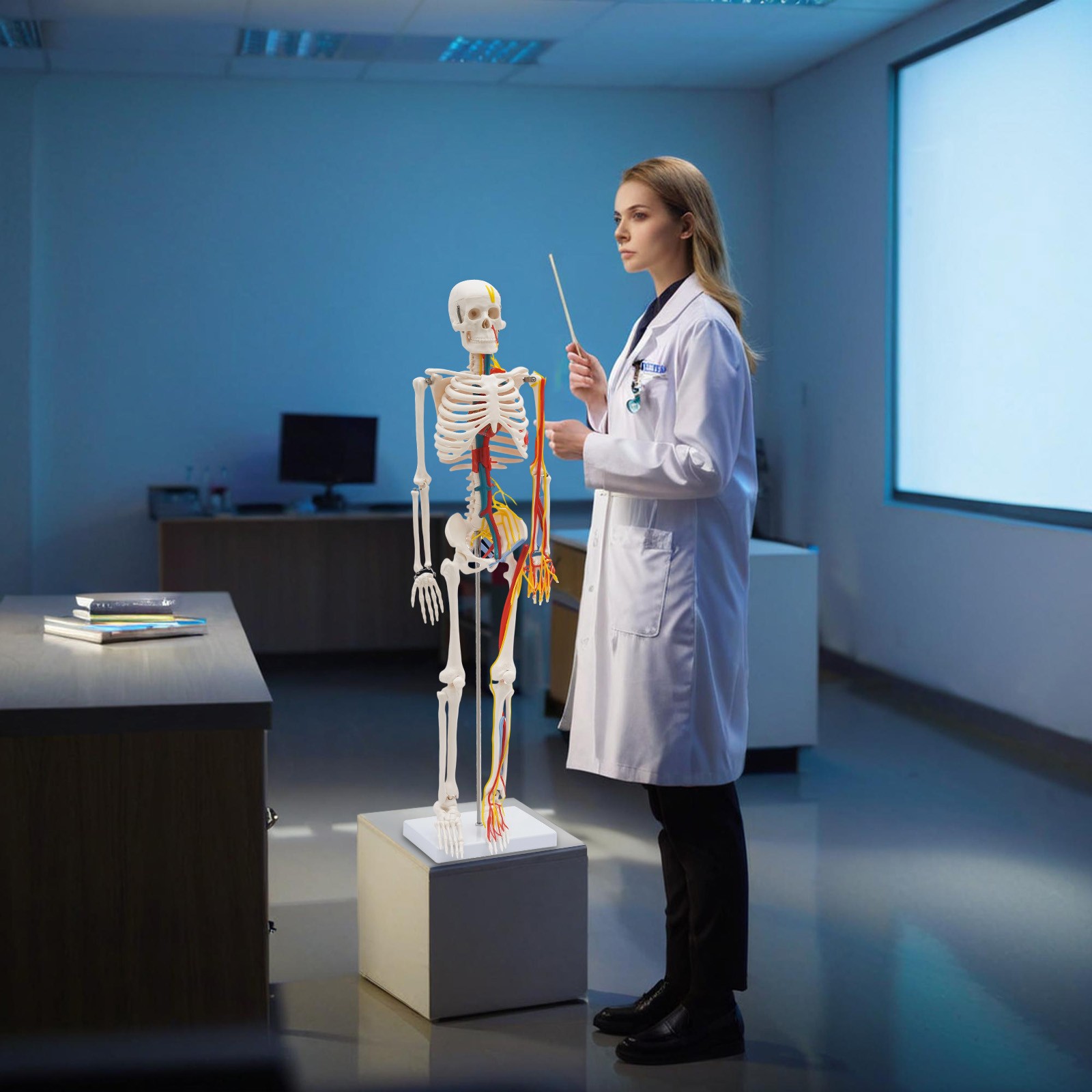 Human Skeleton Model PVC Skeleton Model For Medical Classrooms, Laboratories