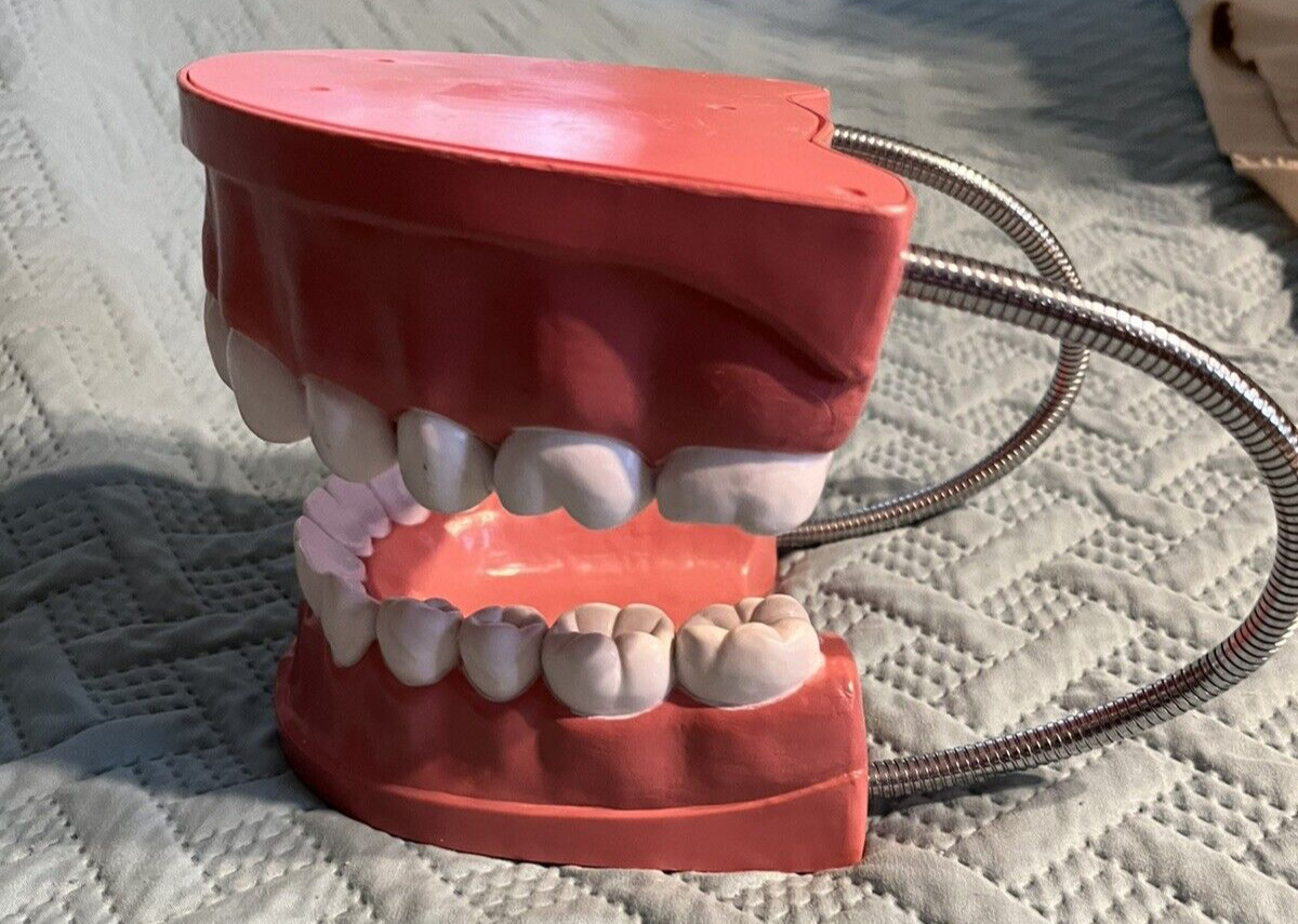 Giant teeth model for hygenist teaching how to brush.