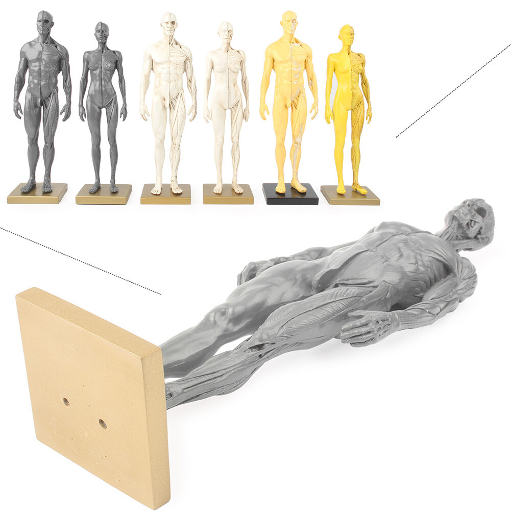 1:6 30cm Height Human Sculpture Anatomy Skull Head Body Model Muscle Anatomical