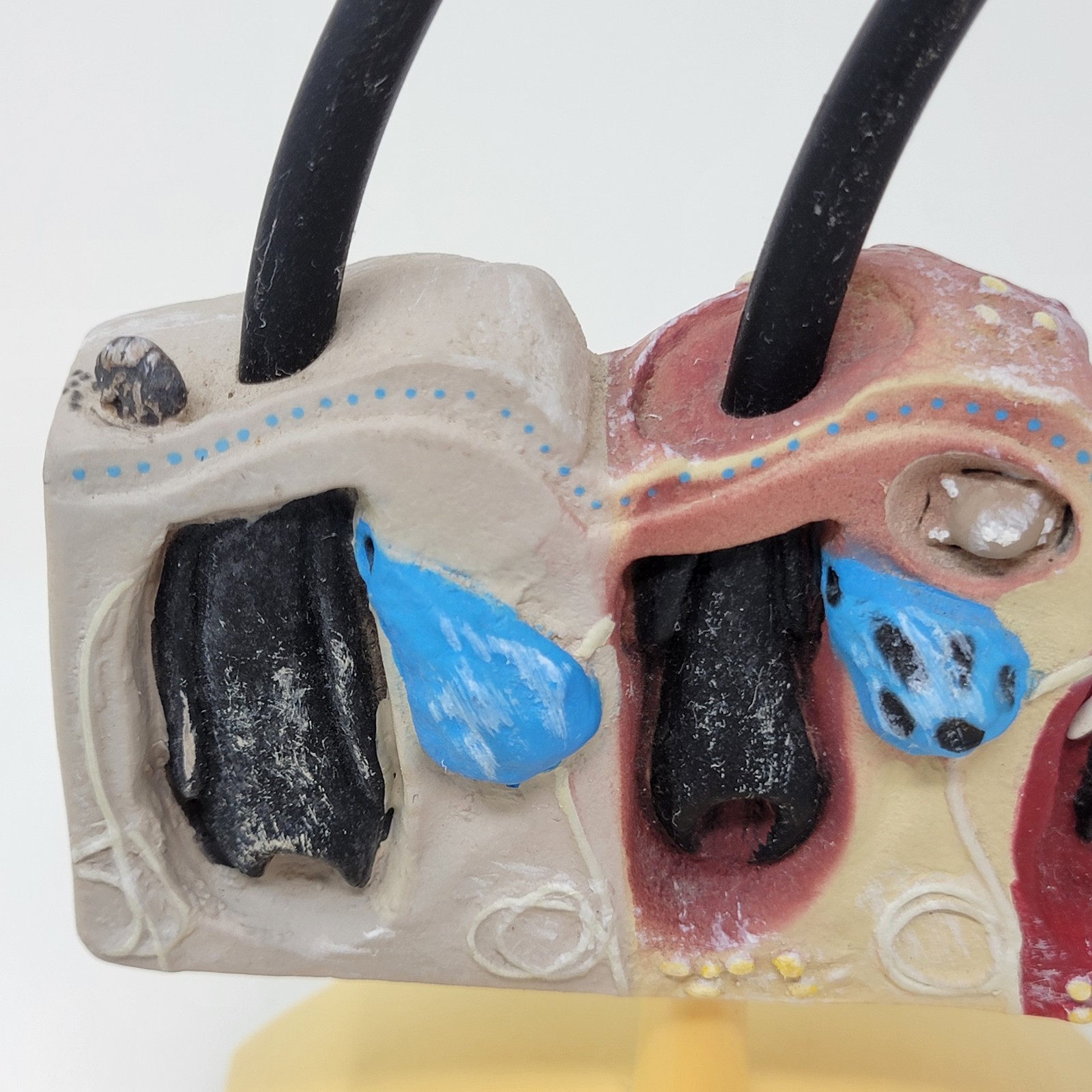 Banfield Veterinary Plastic Anatomical Model for Education – Canine Skin