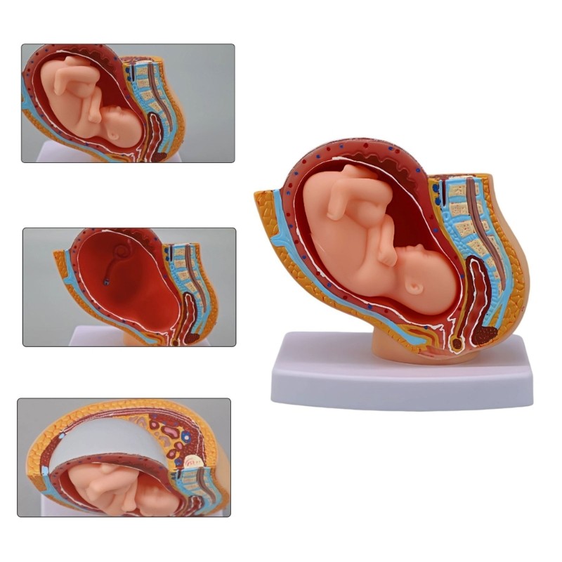 Pregnancy Fetal Development Model With Detachable Full Term Baby For Classroom