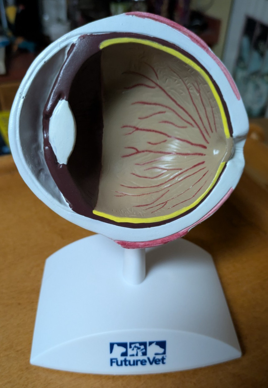 Banfield Future Vet Anatomical Model for Education Canine Eye Nice Dog
