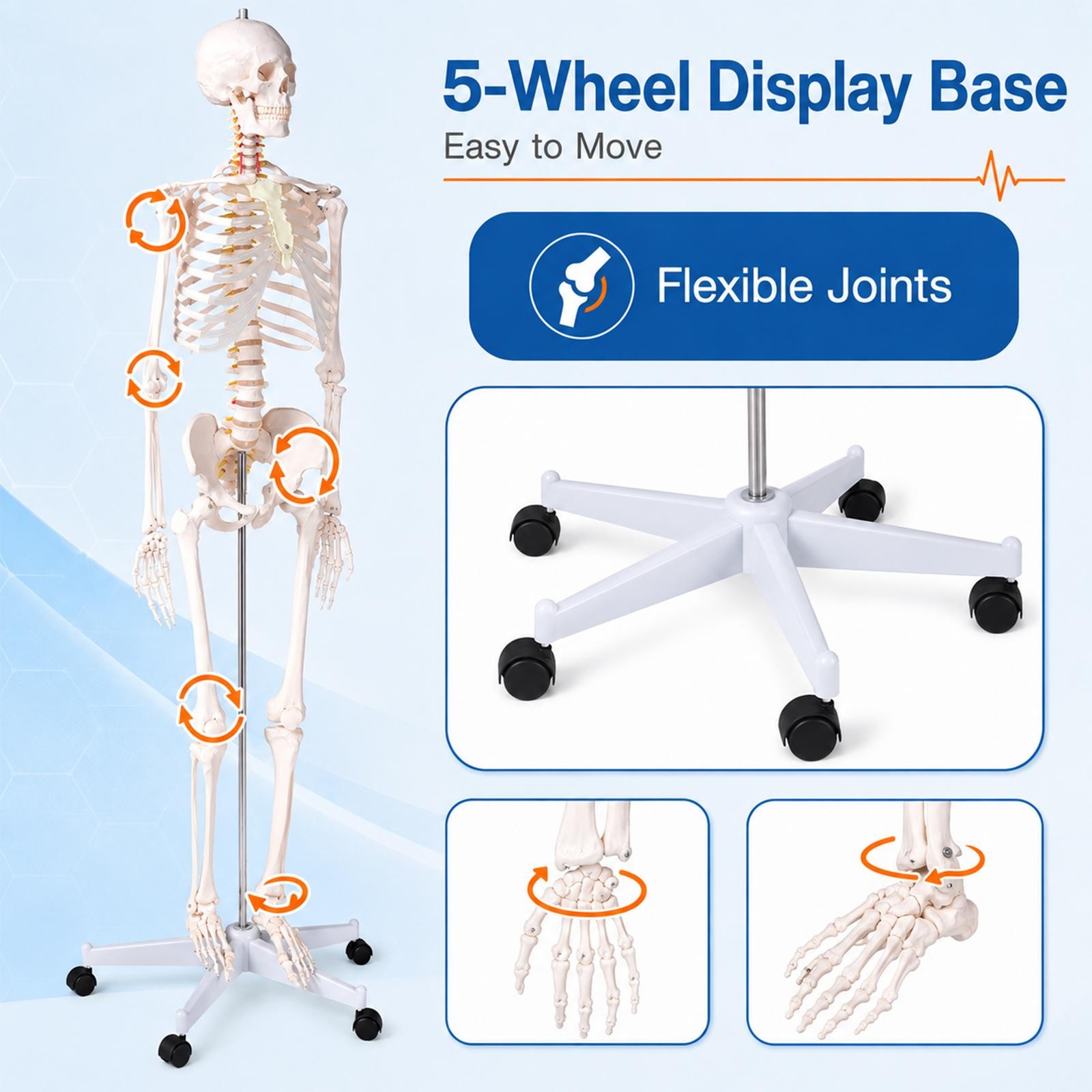 Human Skeleton Model Anatomical Skeleton Life Size