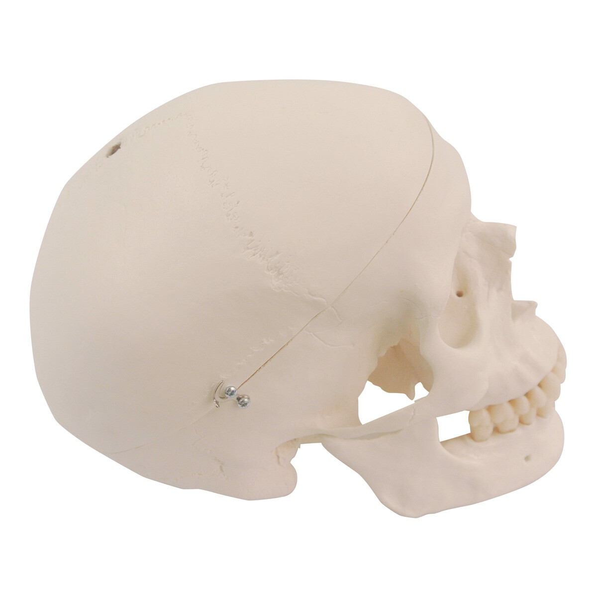 3B Scientific Spare skull with holes for A10, A12, A15, XA022