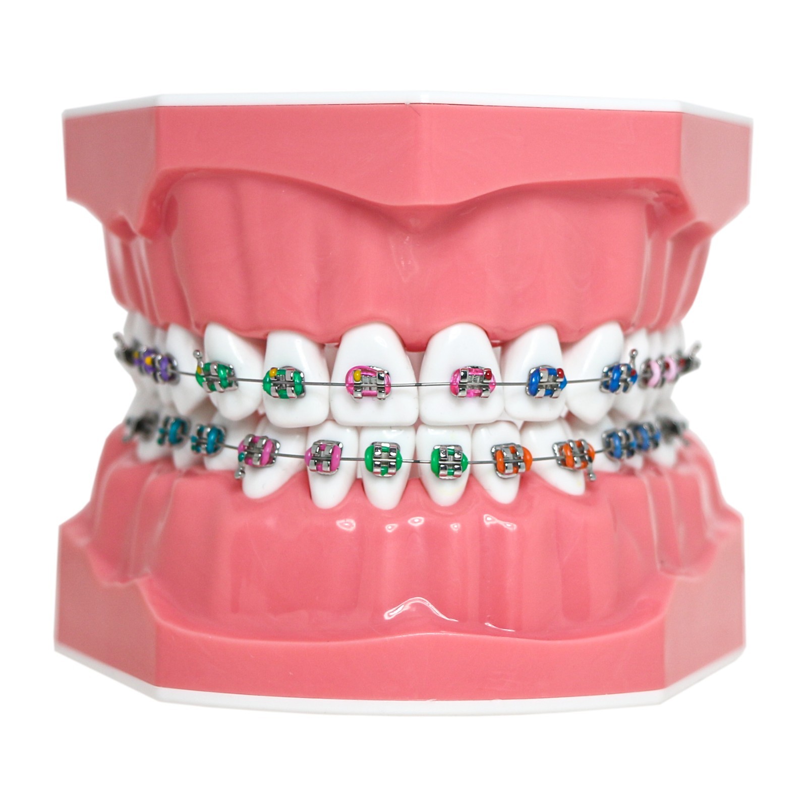 US Dental Typodont 1:1 Teeth Model with/without Orthodontic Brackets Brushing