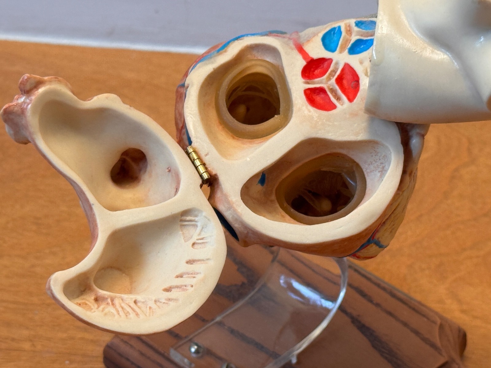 1970s Medical Plastics Laboratory Hinged Human Heart Model Sculpture Vtg Anatomy