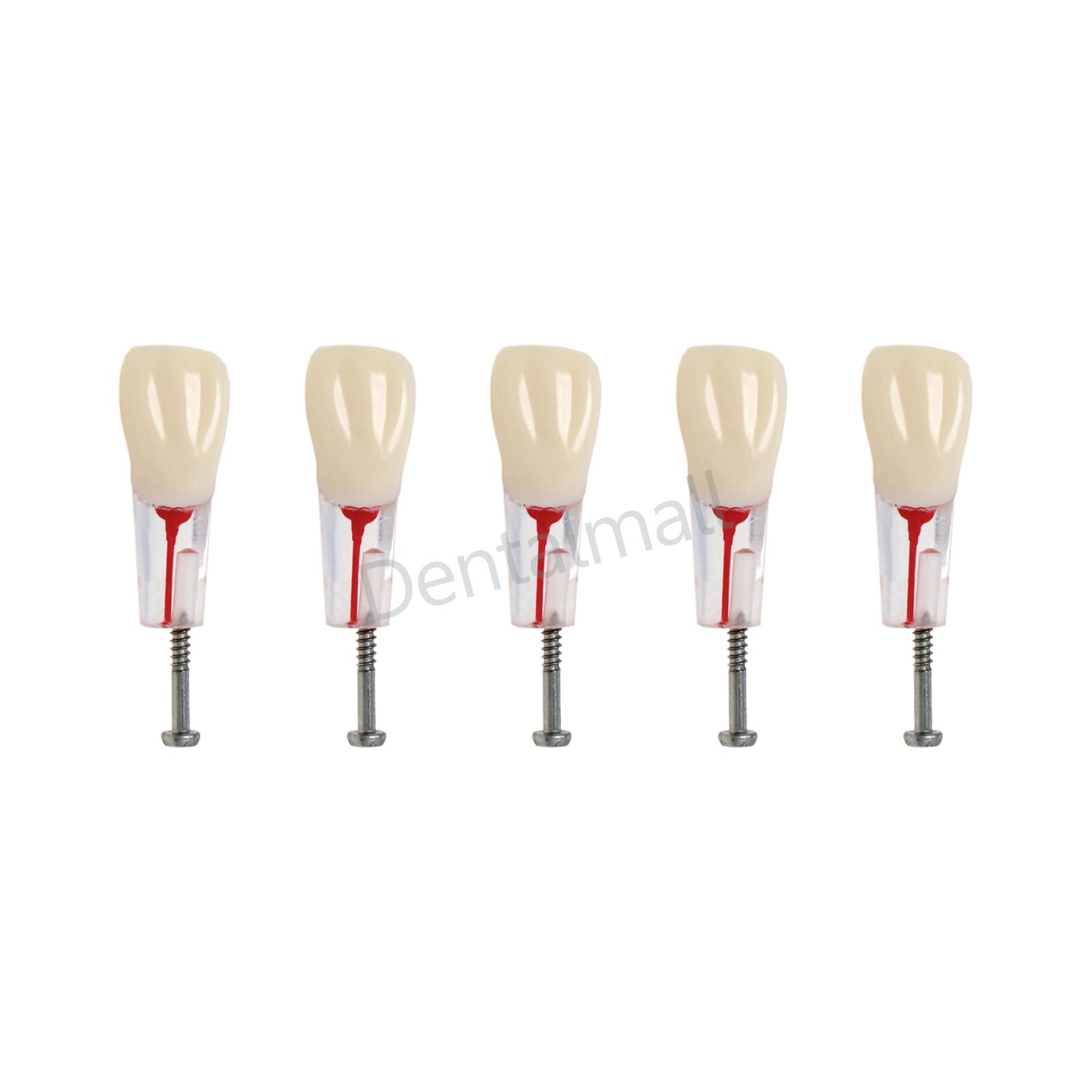 Dental Teeth Model Endo Root Canal Pulp Files Practise Blocks Fit NISSIN 200