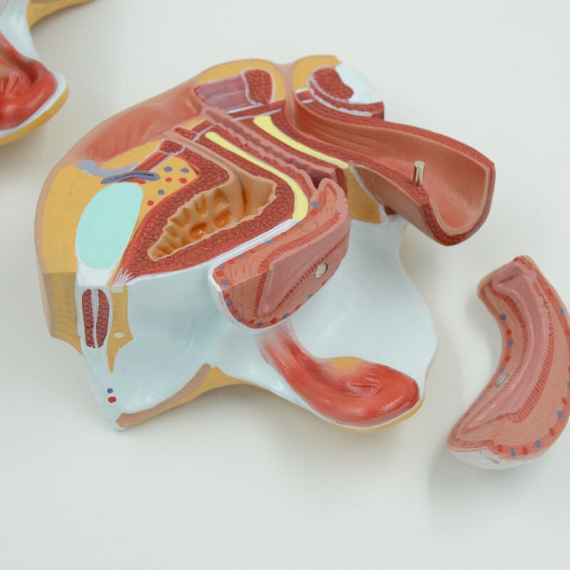 1:1 Female internal and external generative organ Medical Anatomical Model