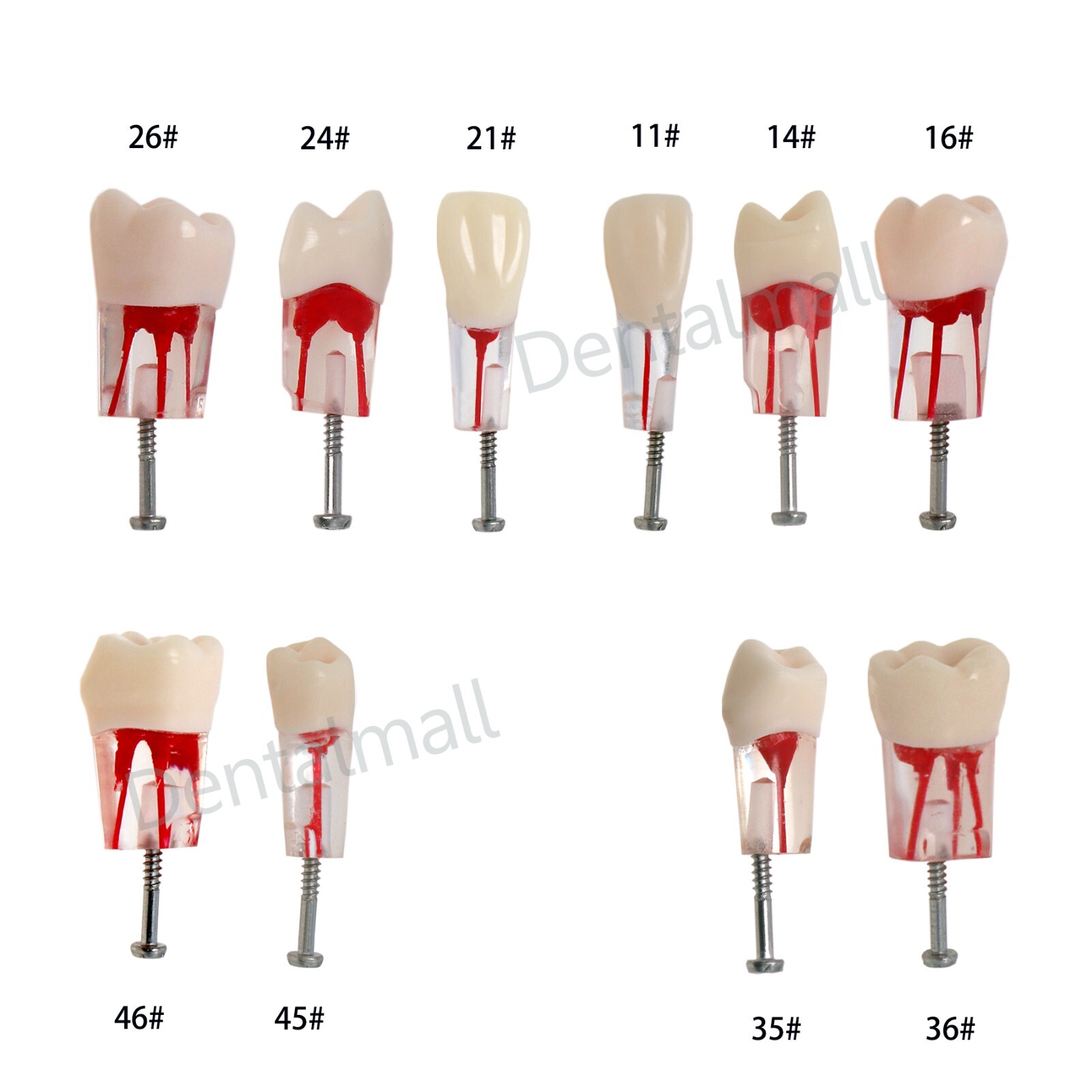 Dental Teeth Model Endo Root Canal Pulp Files Practise Blocks Fit NISSIN 200