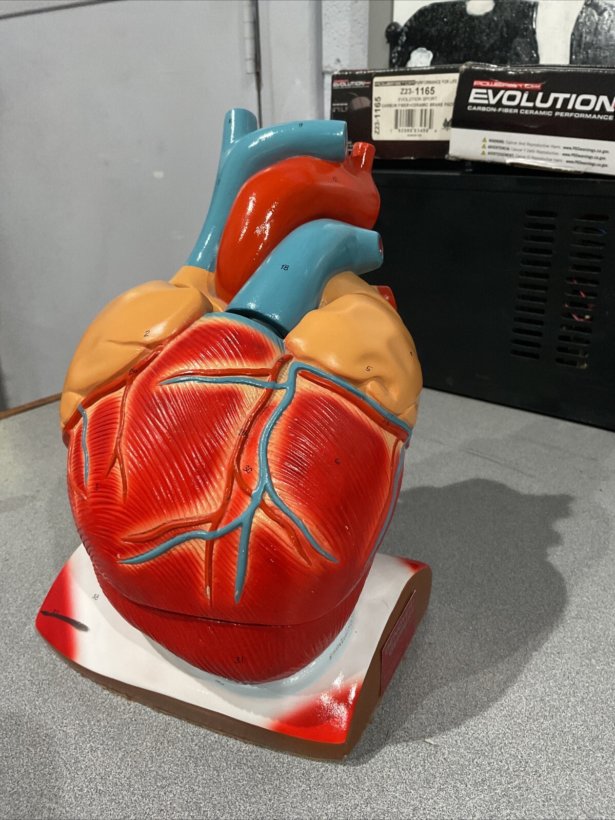 Heart Diaphragm Model Base Denoyer Geppert Anatomy Vintage 10×8 Hand Painted