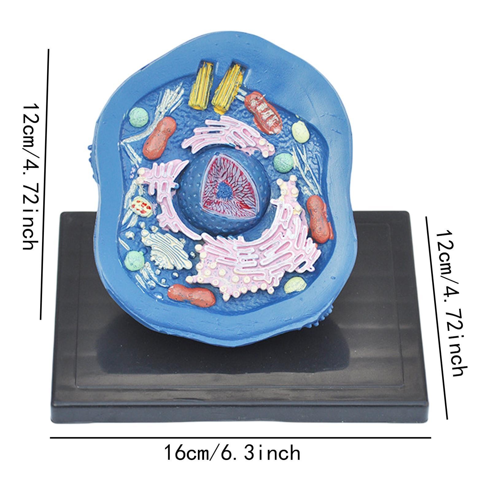 Animal Cell Anatomy Model Teaching Aids for Display Study Classroom Learning
