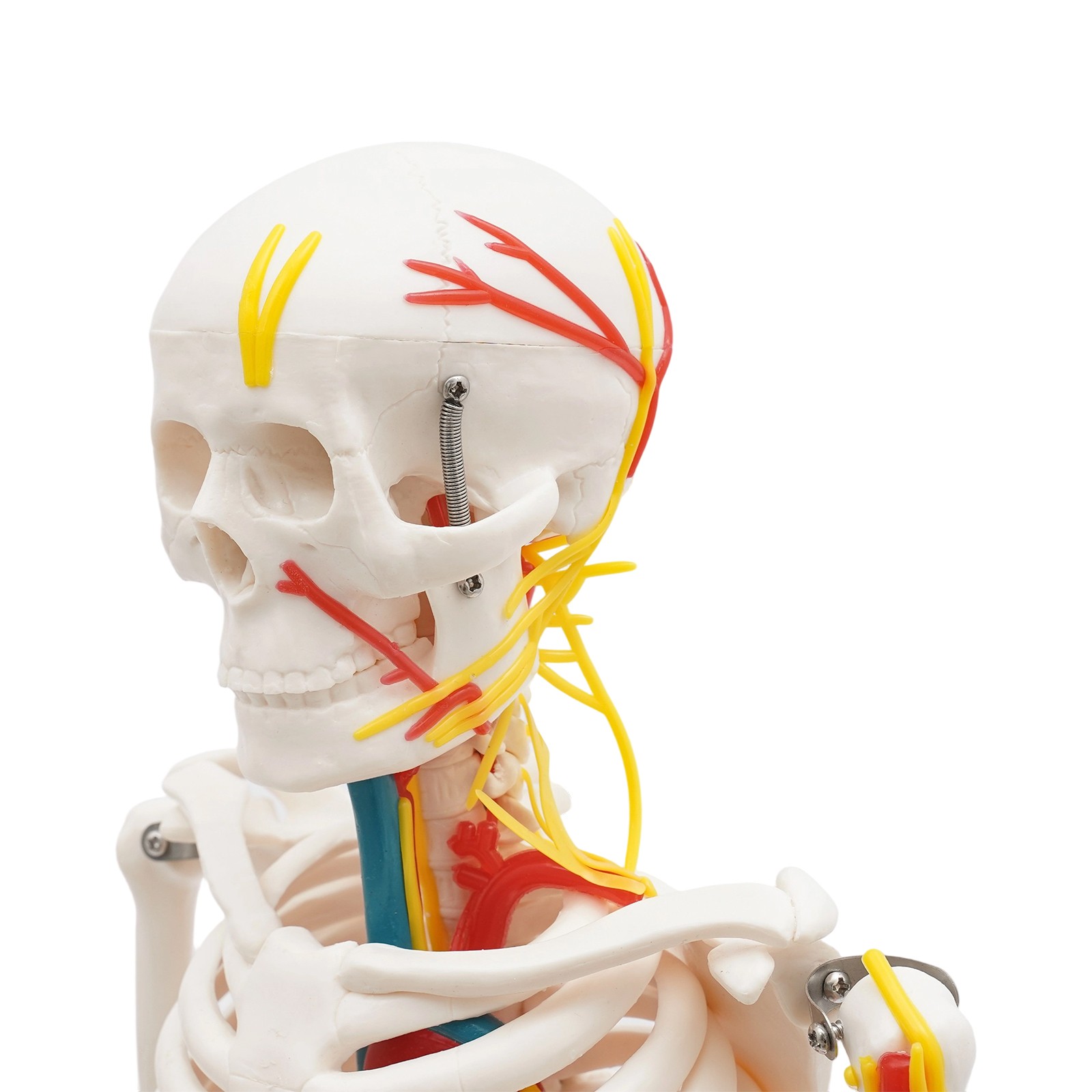 33.46″ Model Skeleton Anatomical Human Anatomy Medical Stand For Teaching