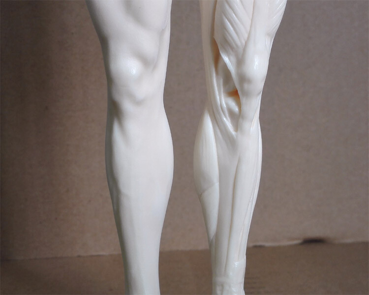 30cm Human Skeleton Anatomical Model Male Anatomy Skull Muscle Bone White