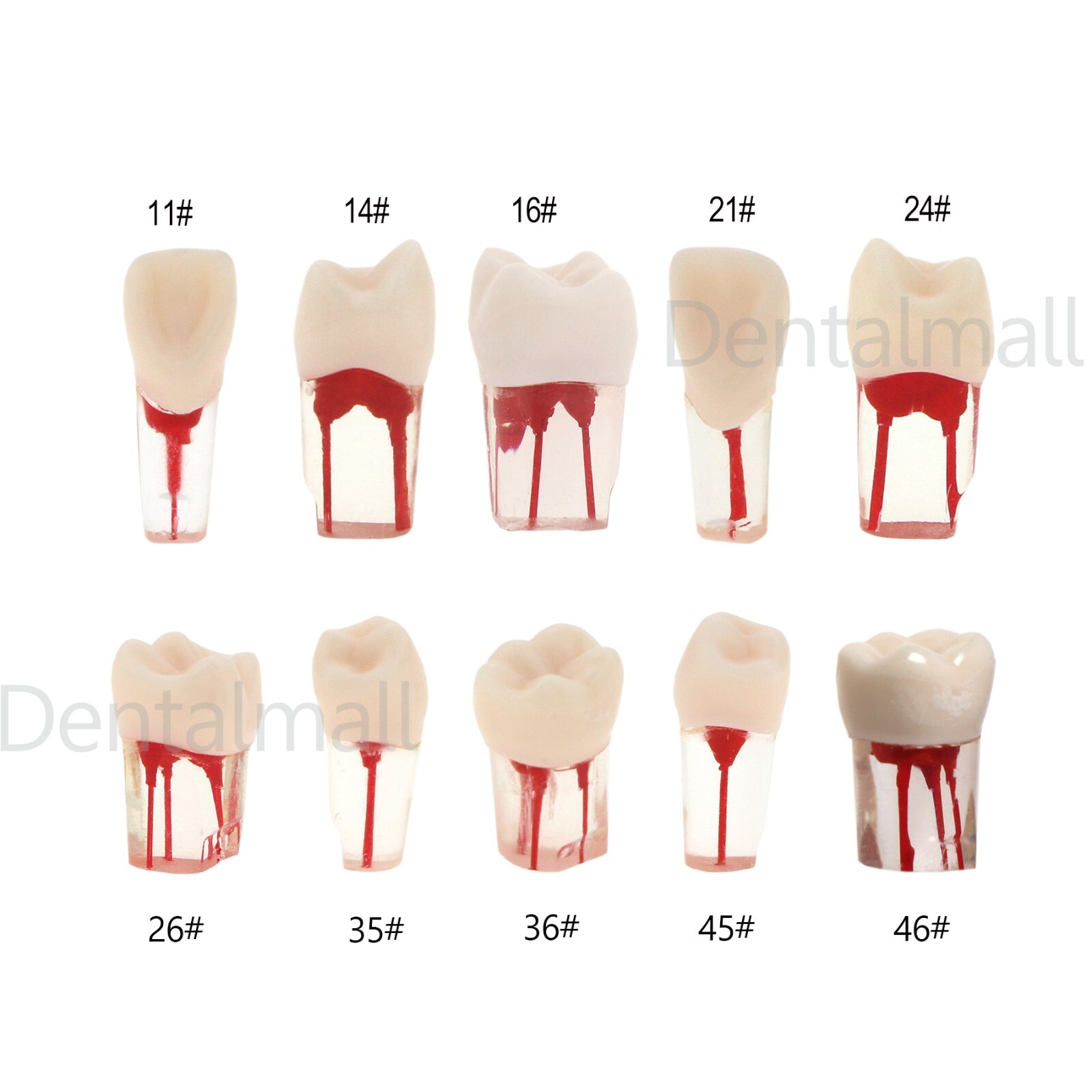 Dental Teeth Model Endo Root Canal Pulp Files Practise Blocks Fit NISSIN 200