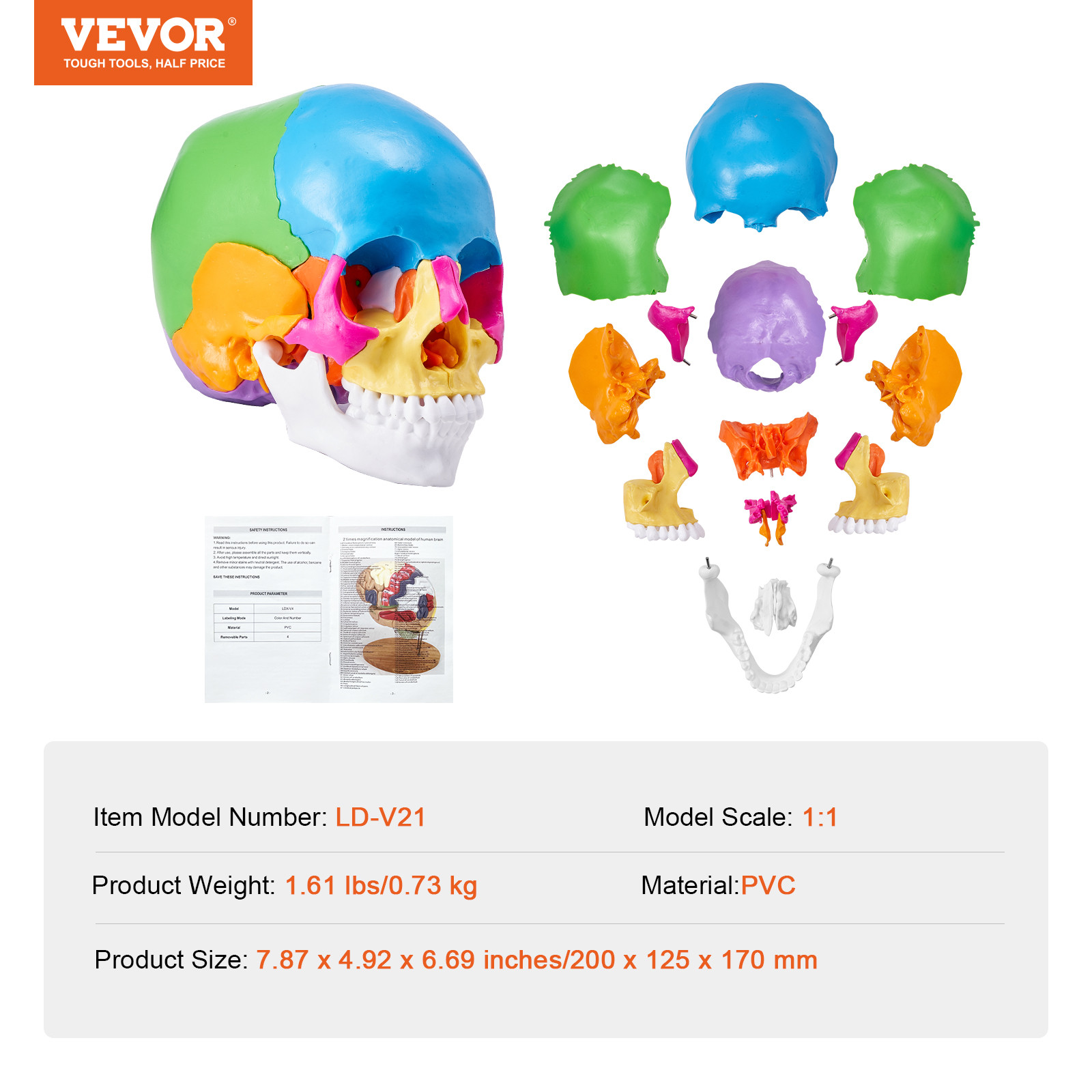 VEVOR Human Skull Model Anatomical Skull Model 22 Parts 1:1 Colored Skeleton