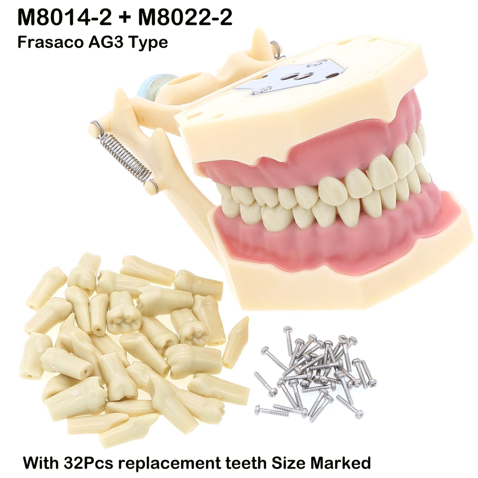 Dental Typodont & Implant Models – Educational, Pathology, Restoration Training