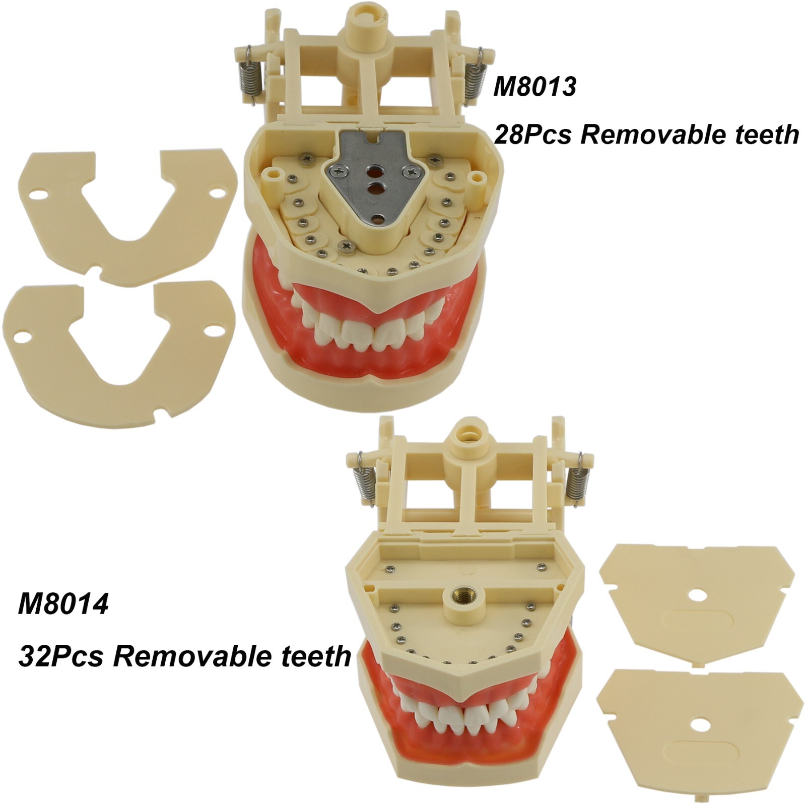 Multi-Type Dental Teaching Typodont Model Ortho/Implant/Pathology Practice Demo