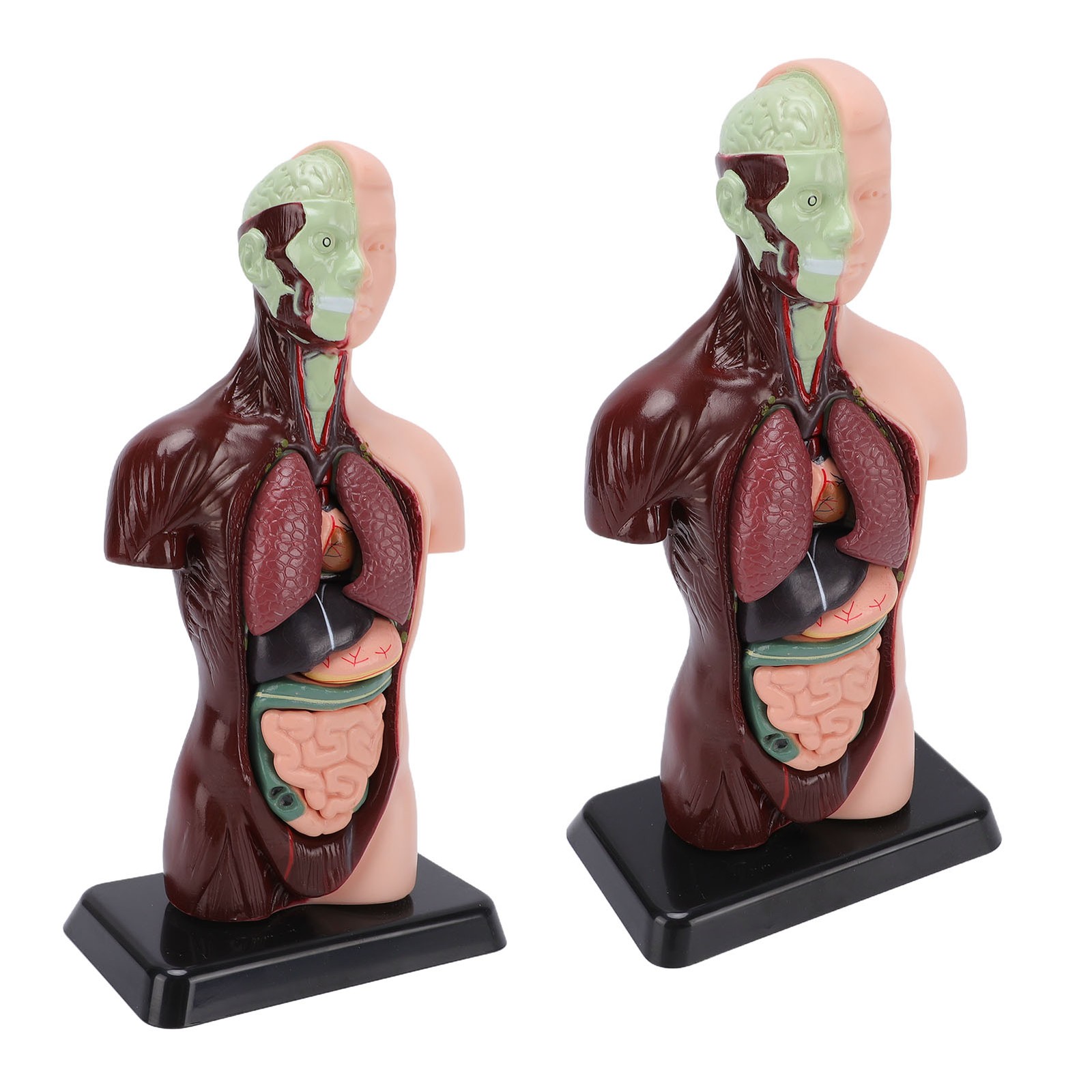 Interactive Human Body Model Organ Replica Education V1