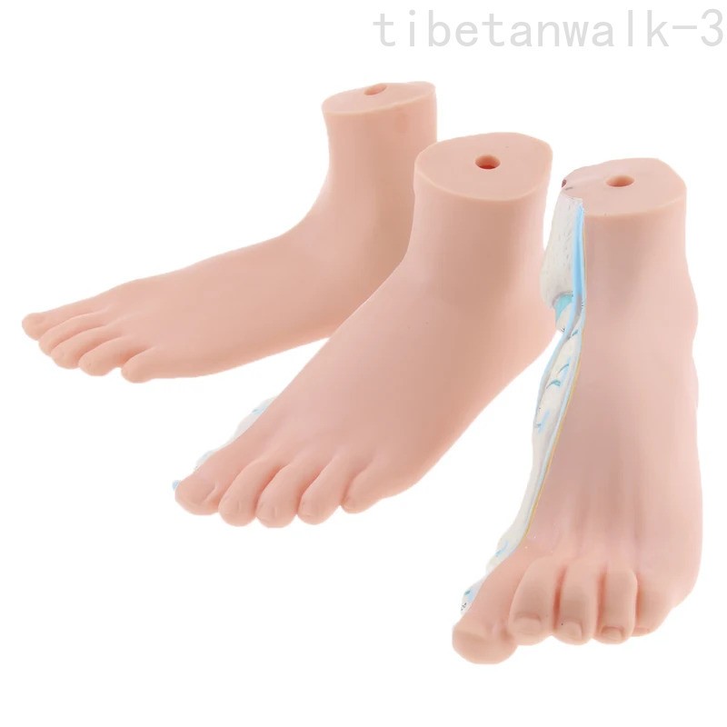 3Pcs/Set 1:1 Life Size Human Foot Anatomy Models (Normal/Flat/Arched)