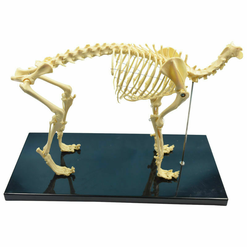 PVC Education Model Canine Skeleton Standard Size Dog Display Lab Study Veterina