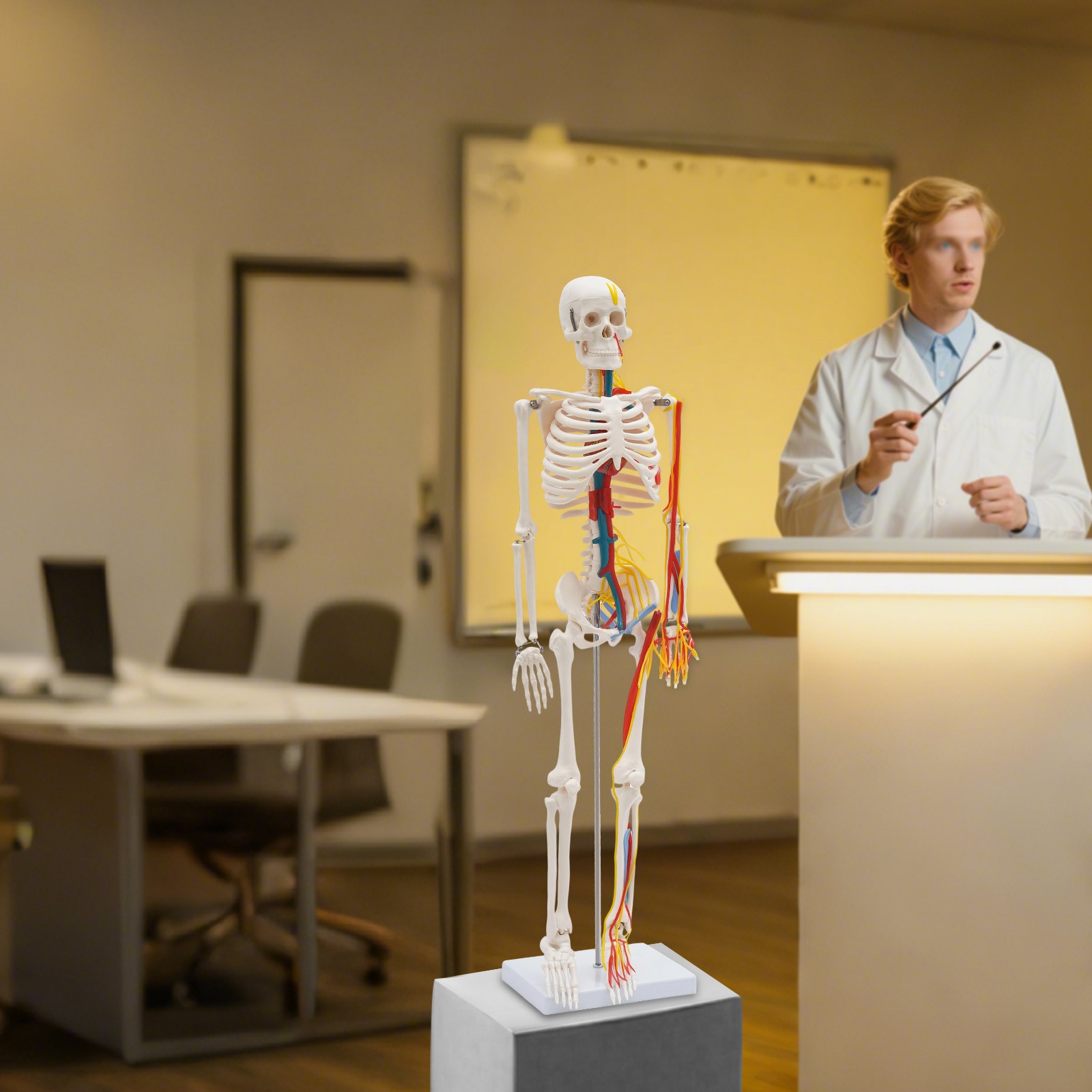 33.46″ Model Skeleton Anatomical Human Anatomy Medical Stand For Teaching