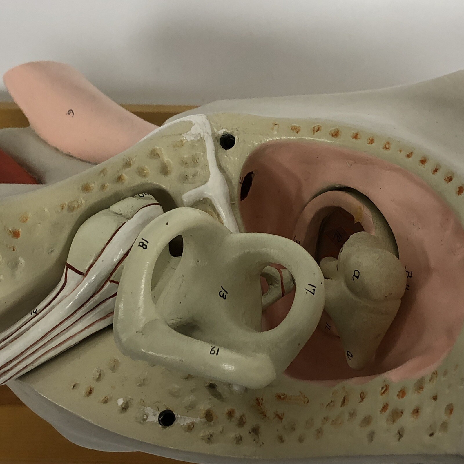 Denoyer Geppert Large Ear Anatomical Teaching Model 3-Part