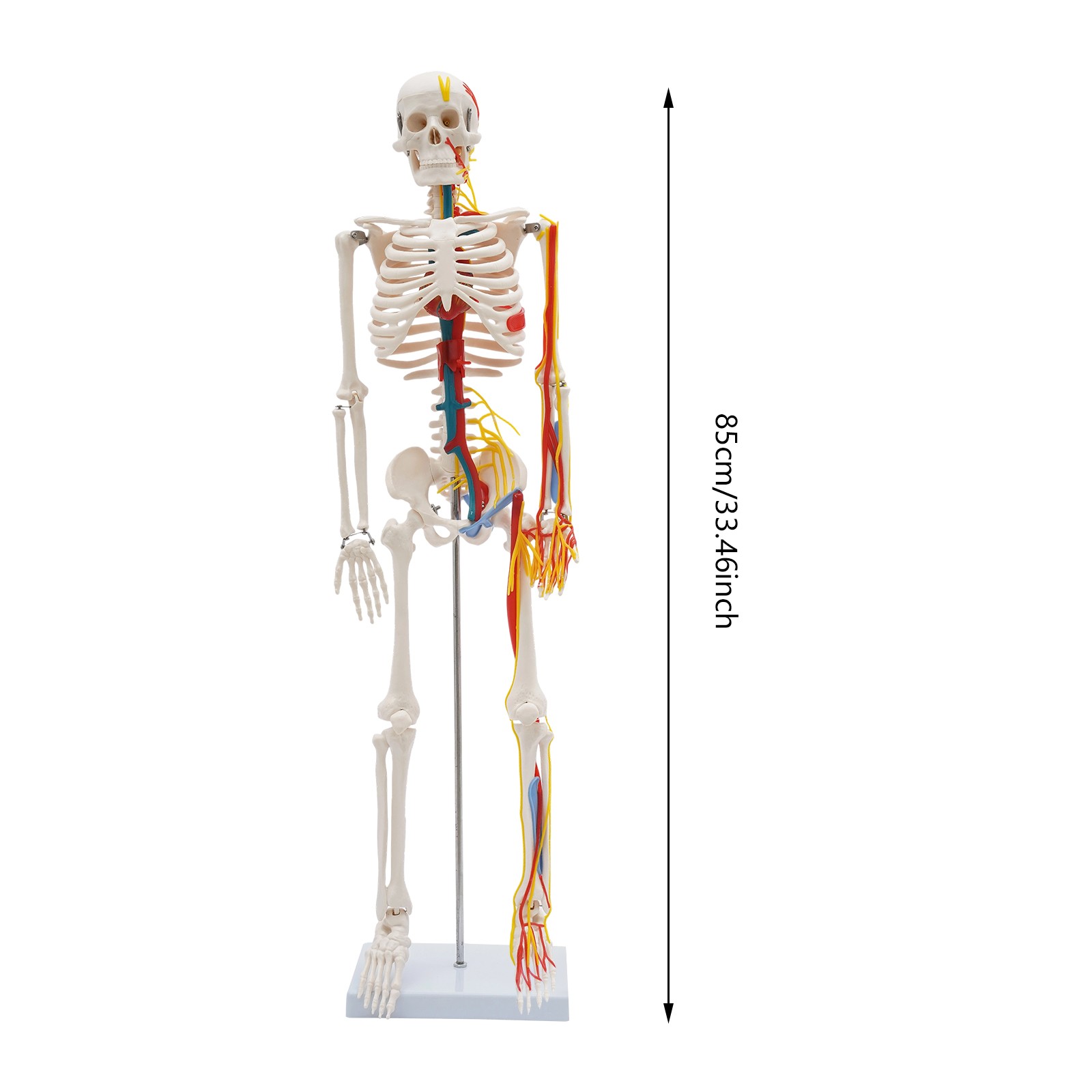 Human Skeleton Model PVC Skeleton Model For Medical Classrooms, Laboratories
