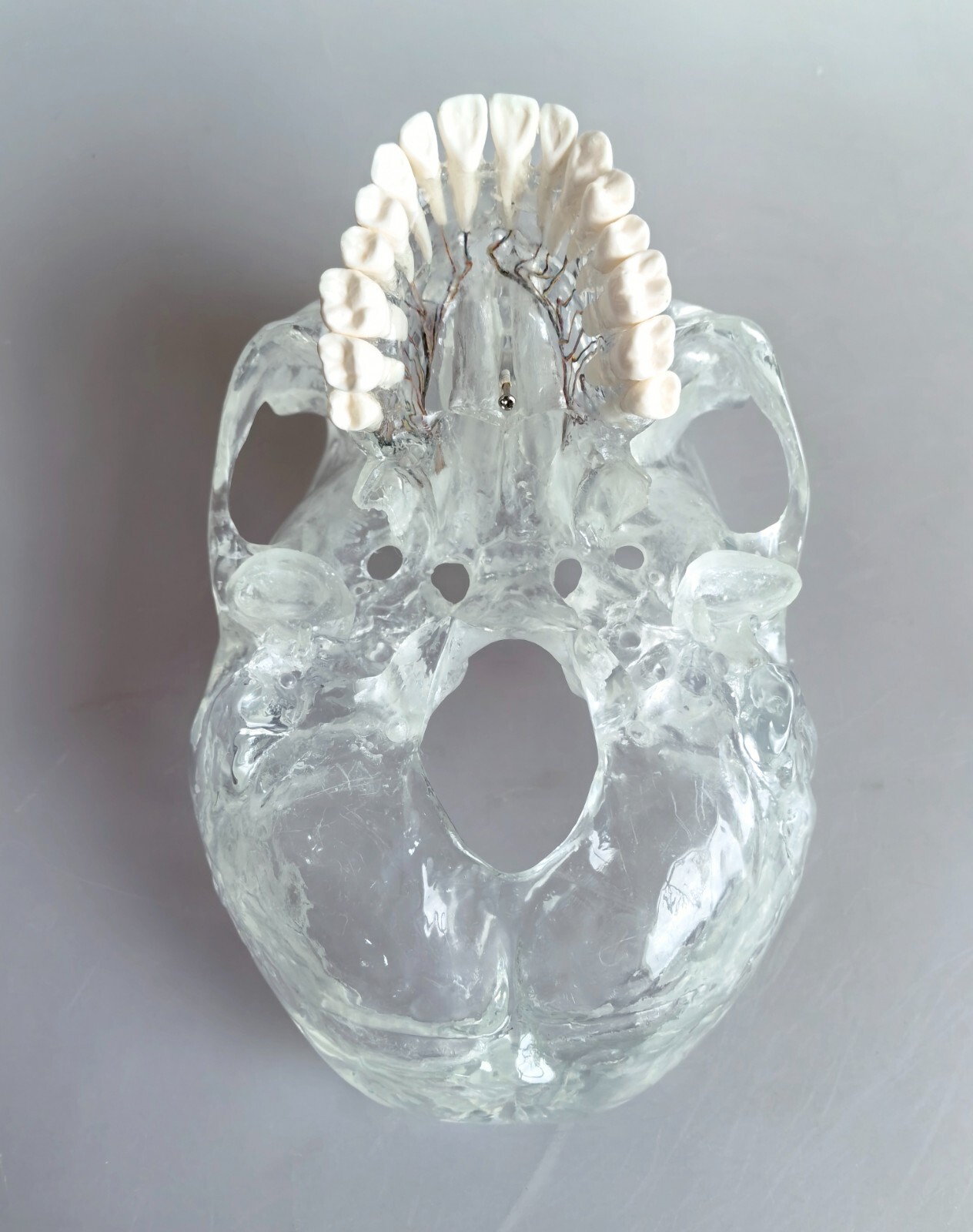 1:1 Human Upper Jaw Bone With Nerve Vessels Medical Anatomical Model