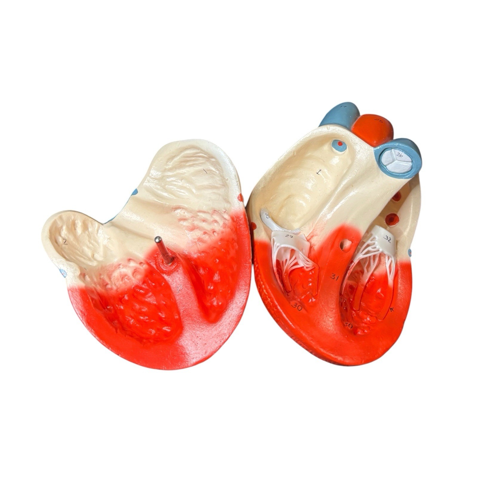 Denoyer Geppert Anatomical Model Nonbreakable Life-Size Heart 0131-00 Numbered