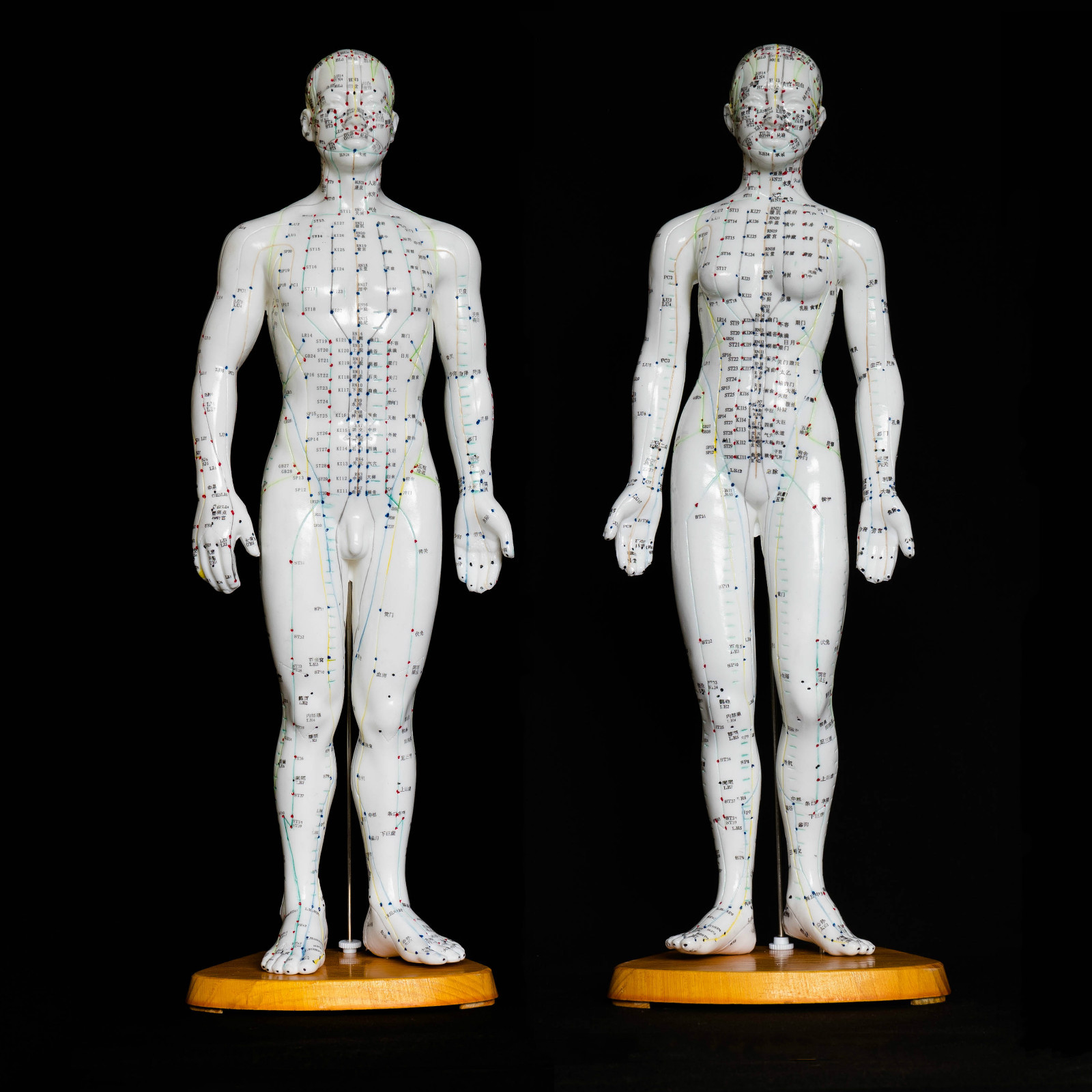 50cm Acupuncture Model Pair – Anatomical Medical Anatomy – Chinese Medicine