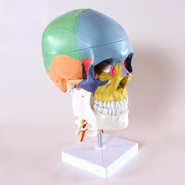 Human Anatomy Skeleton Anatomical Model with Colored Bones Cervical Vertebra US