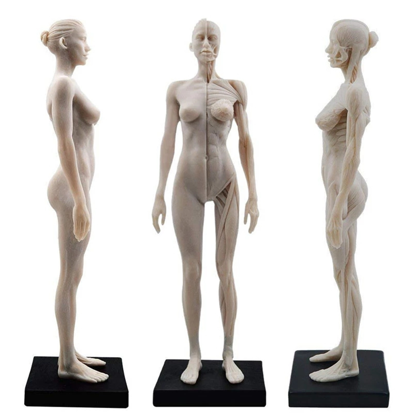 30cm Female Anatomy Figure Anatomical Model Artist Drawing Manikin Mannequin