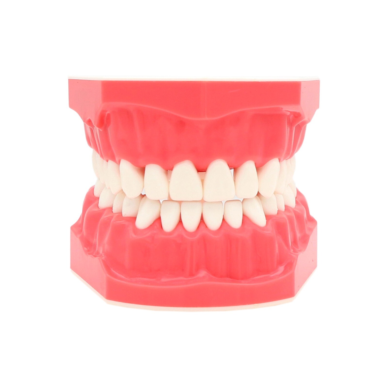 US Dental Teach Typodont Demonstration Teeth Model for Patient Study M7010-1/2