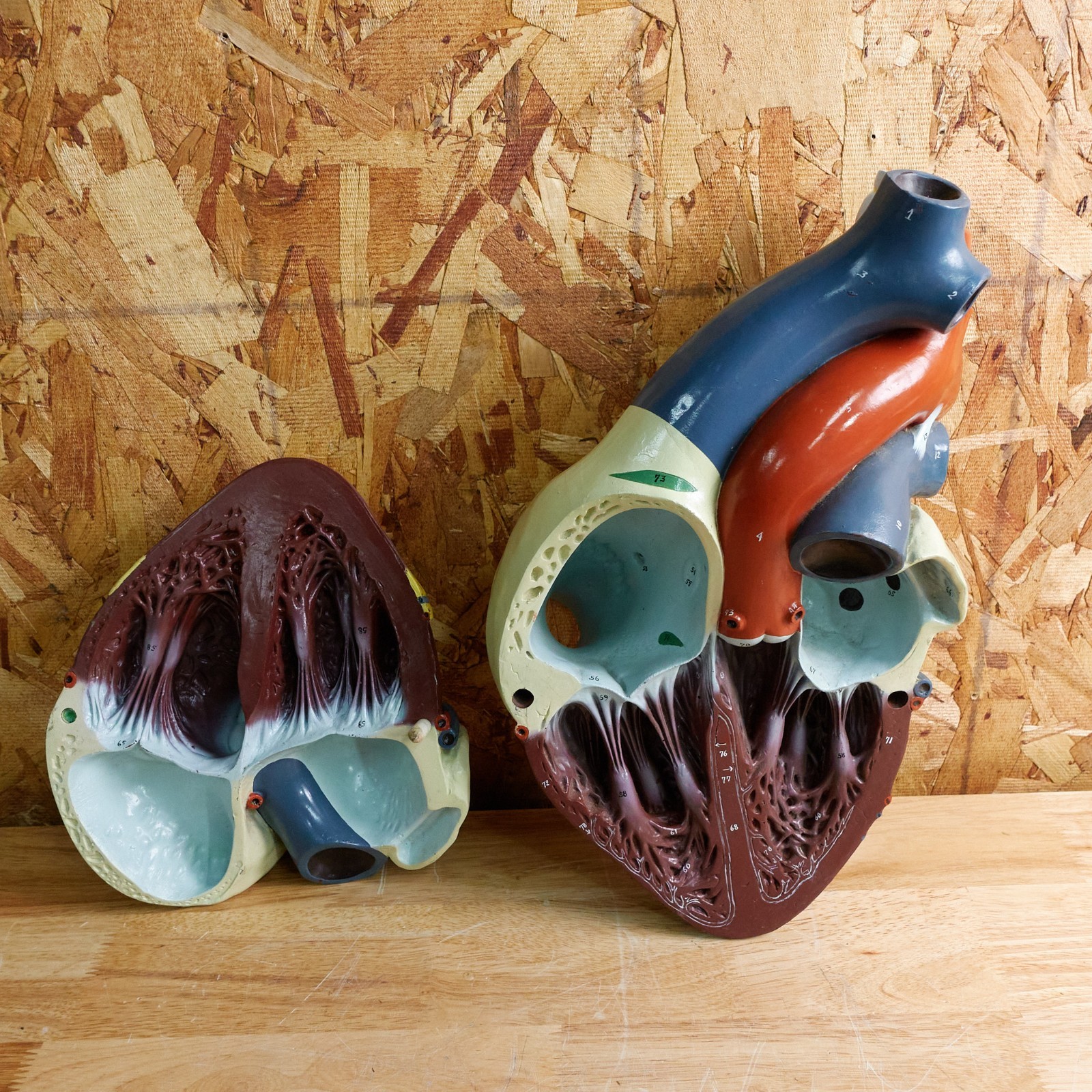 Vintage Large Human Anatomical Heart Model Nystrom 1950s