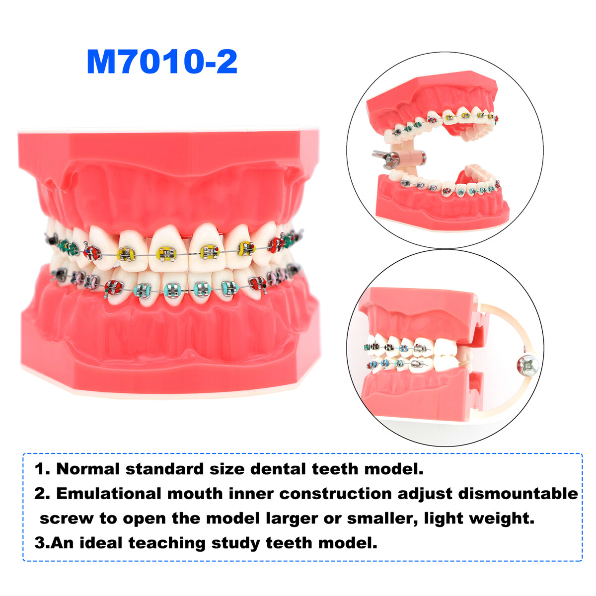 US Dental Teeth Model Ortho Implant Pathological Perio Practice Demo Study Model