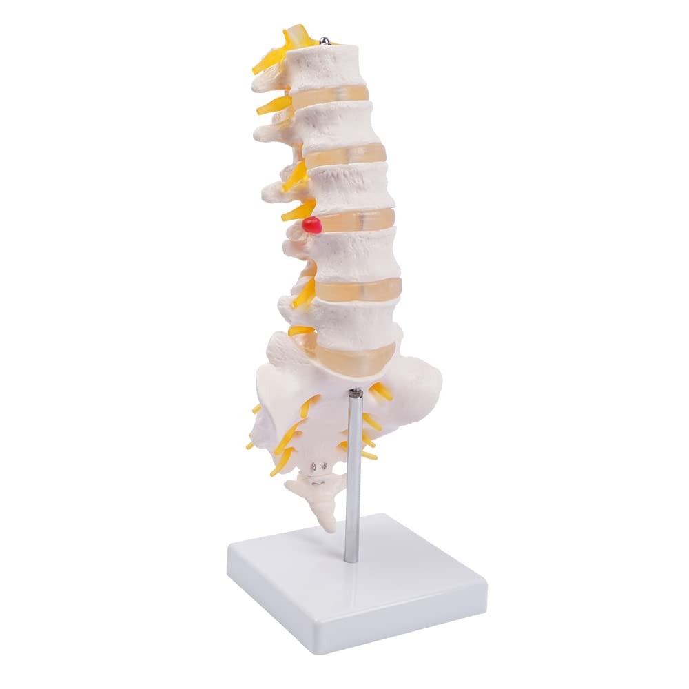 Lumbar Spine Model – Life Size Human Lumbar Vertebrae Anatomy Model with Sacr…