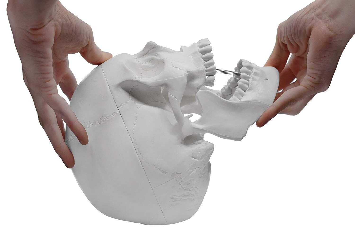 Premium Dental Anatomy Skull Model – Easy to Clean – Educational and Decorative