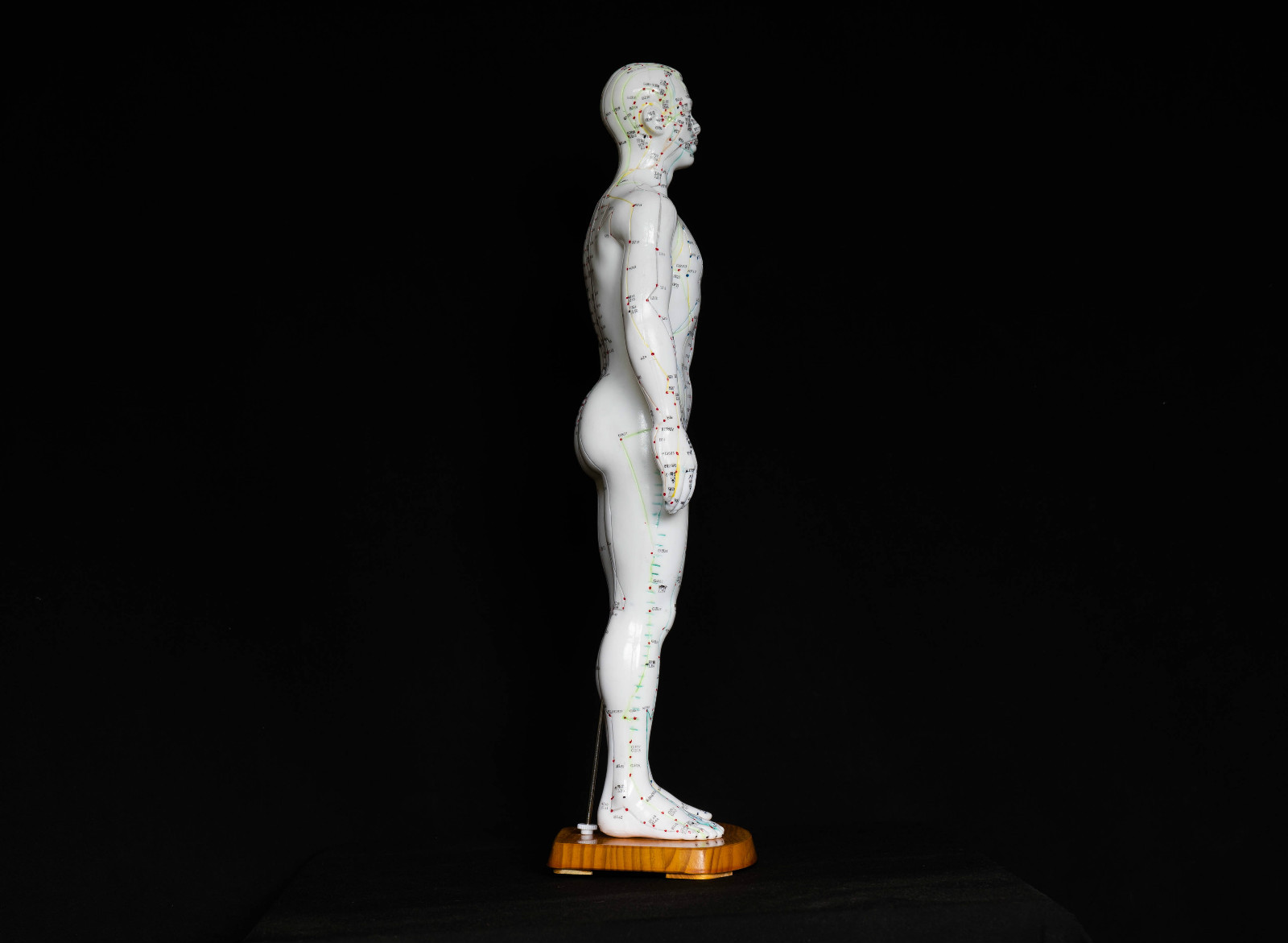50cm Acupuncture Model Pair – Anatomical Medical Anatomy – Chinese Medicine