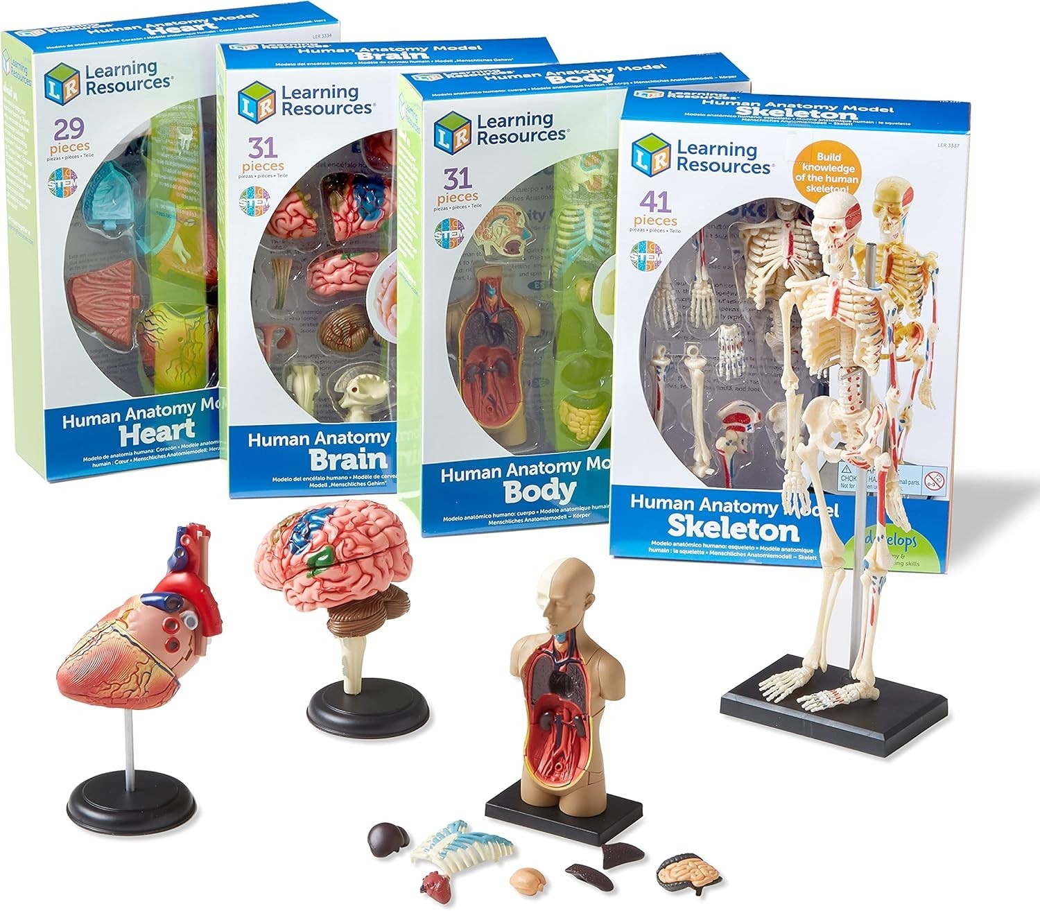 Detailed Anatomy Model Set, Includes Skeleton and Heart for Science Projects