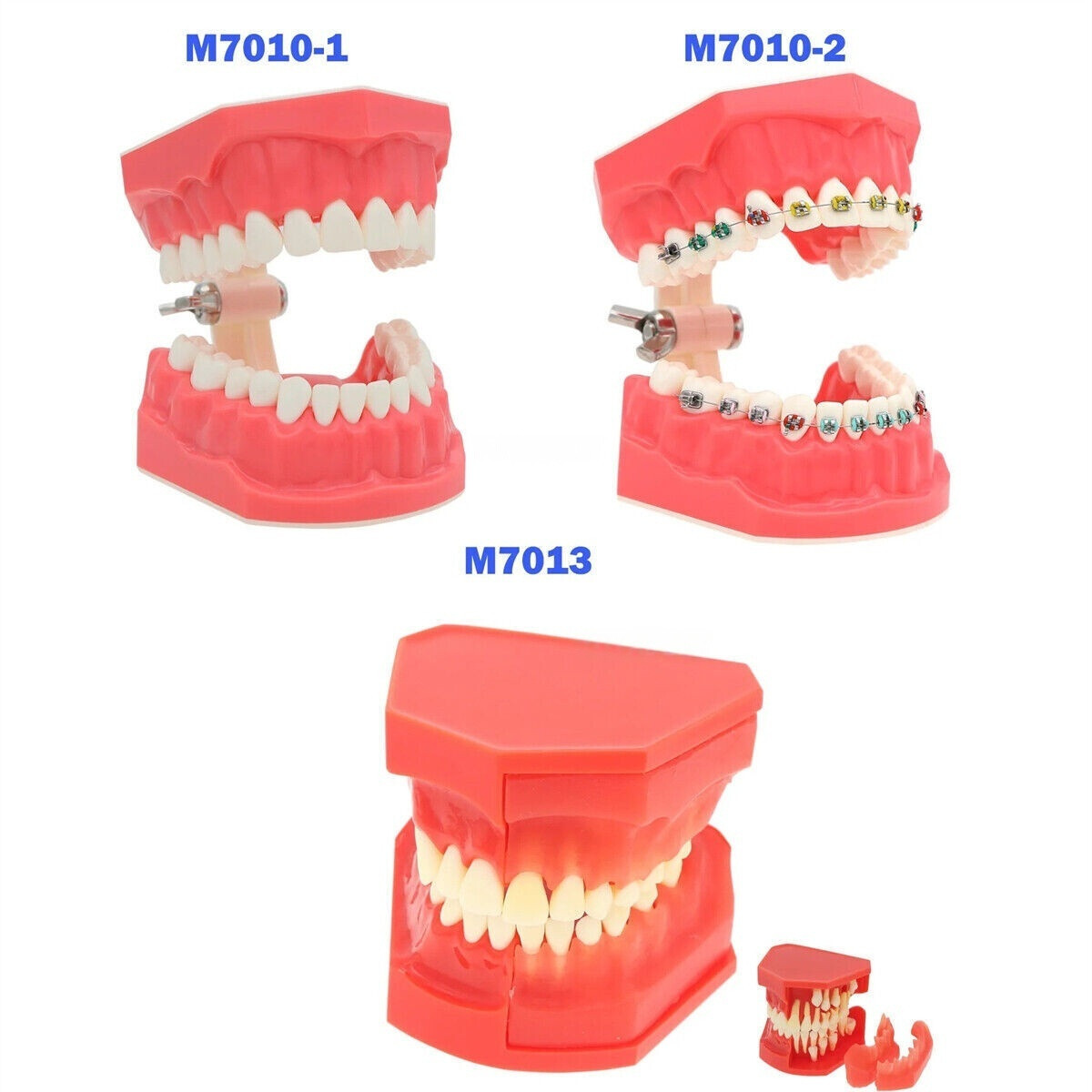 Teeth Model Dental Typodont Ortho Implant Pathological Perio Practice Demo Model