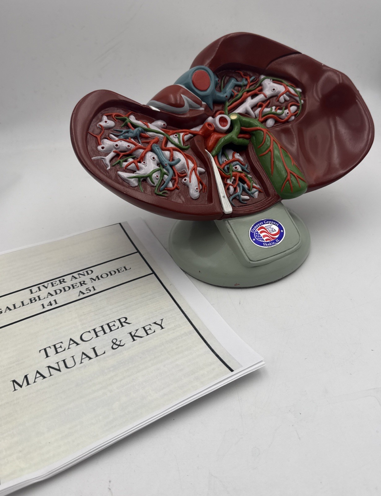 Denoyer Geppert A51 Liver Circulation and Gallbladder Model Autographed Anatomy