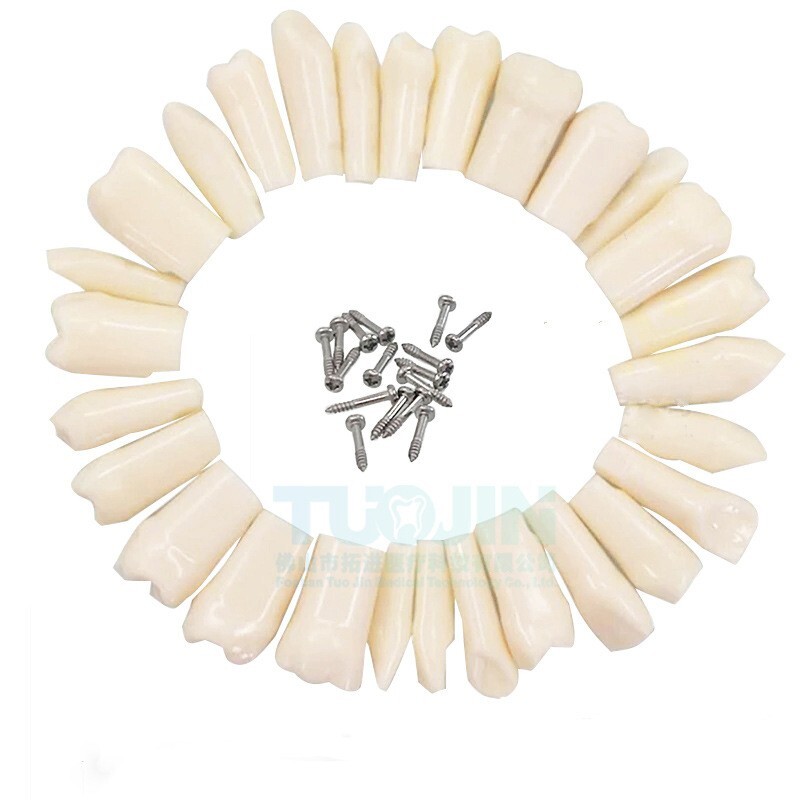 Dental Practice Typodont Teeth Model Removable Teeth 28 pcs Kilgore Nissin 200