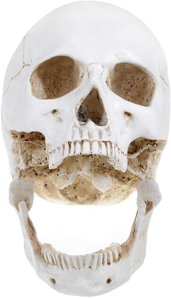 Large Size Retro Removable Human Skull Anatomical Teaching Skeleton Head Model