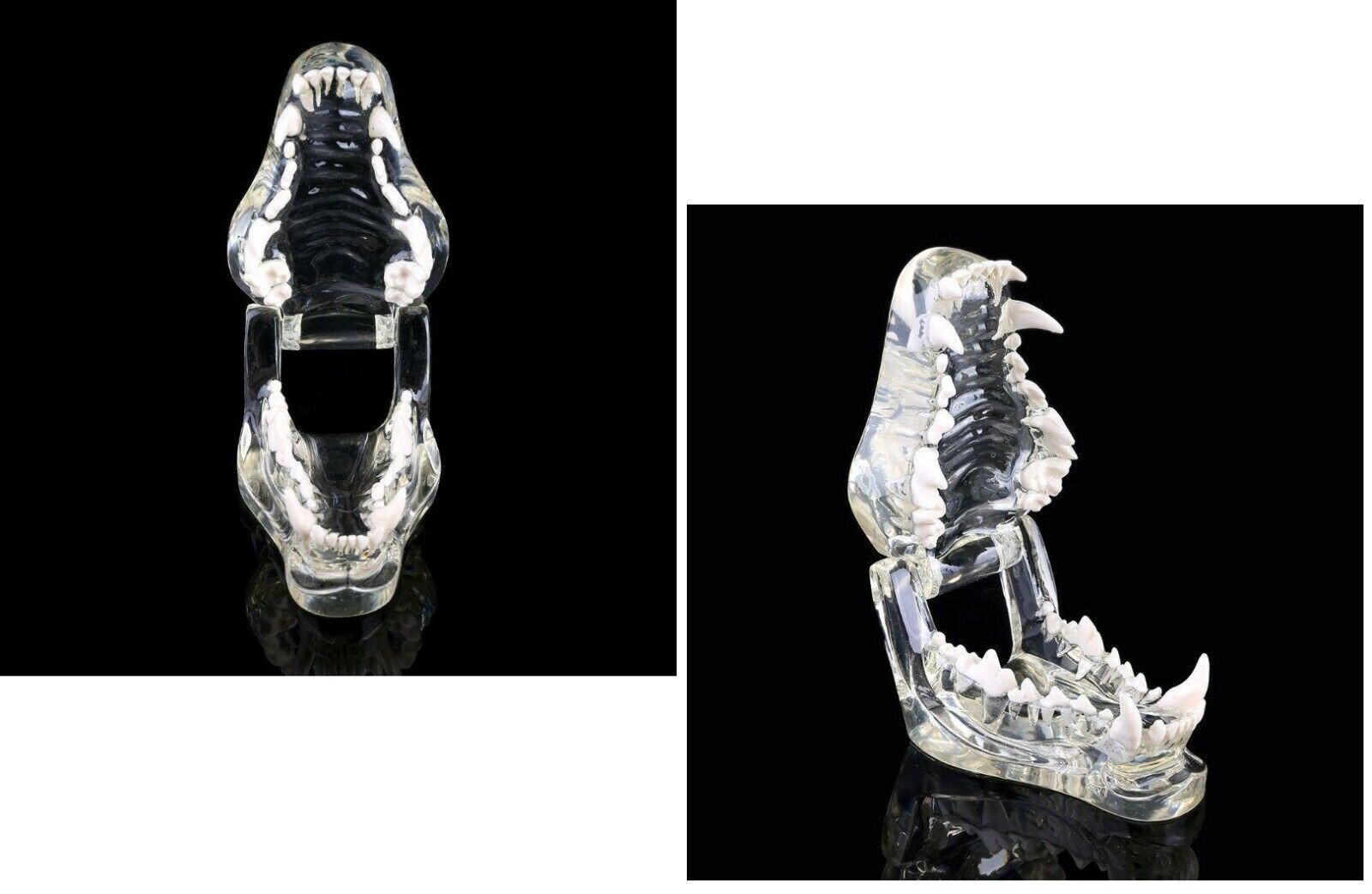 Dog Teeth pet dental model Transparent Anatomical Veterinary Canine Teaching