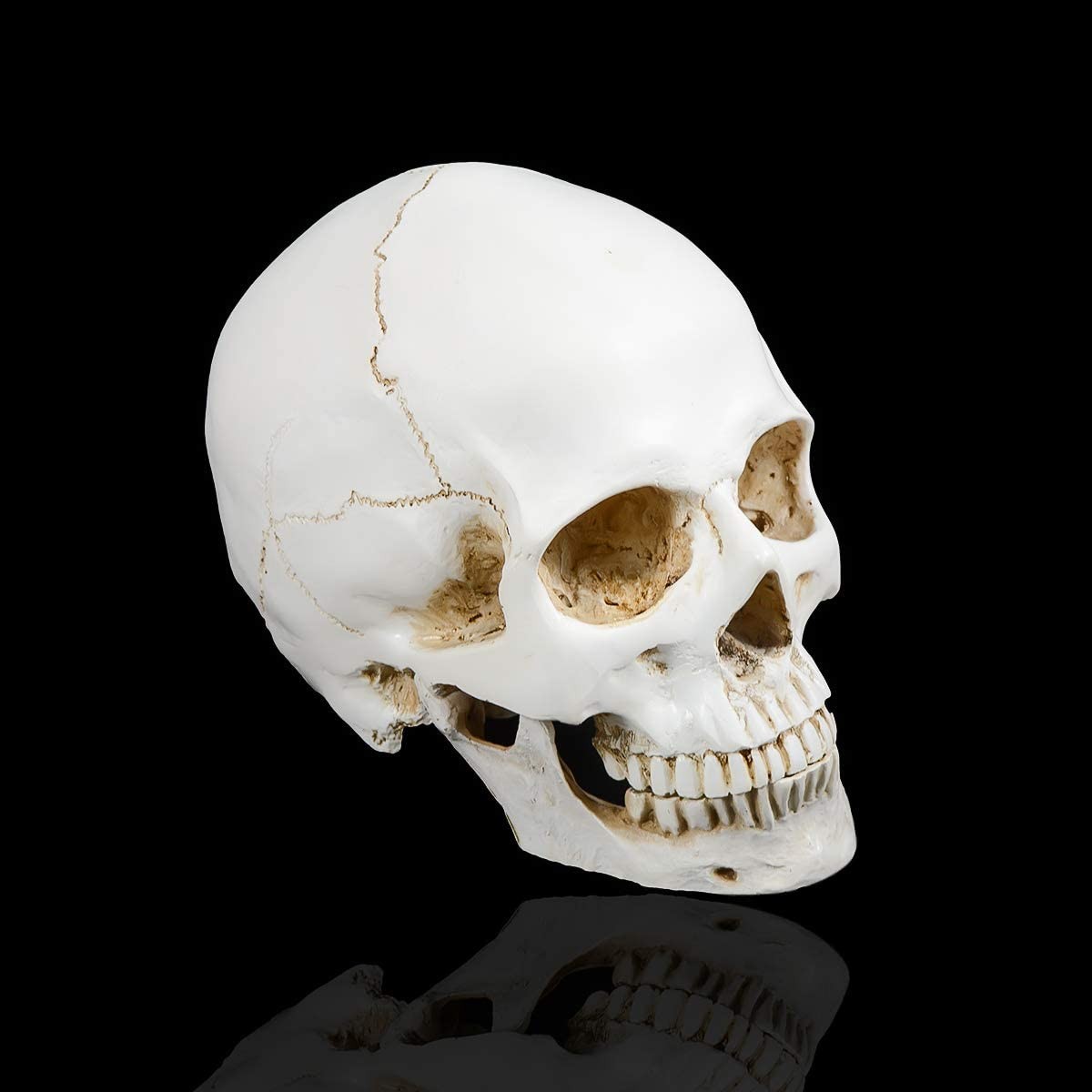 Large Retro Removable 1:1 Human Skull Model Anatomical Teaching Skeleton Head US