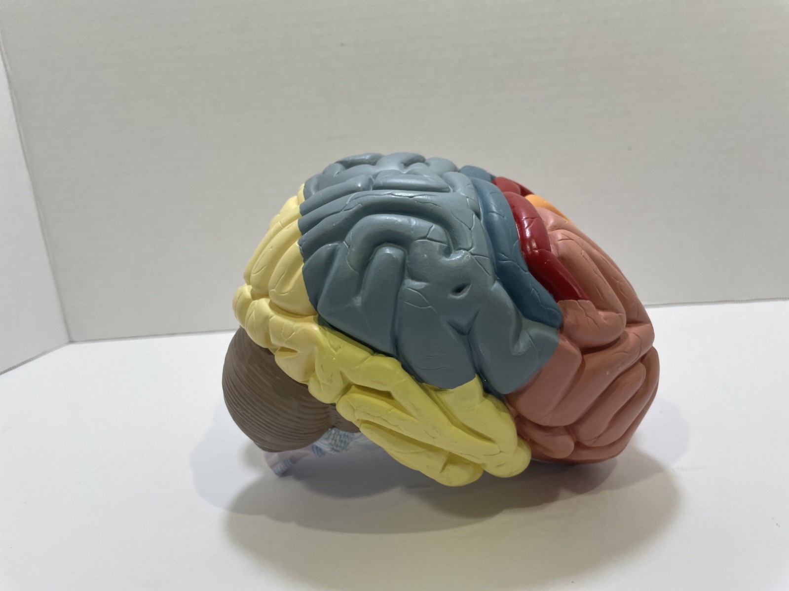 Human Brain Anatomical Model Life-Size, Color-Coded Partitioned Brain