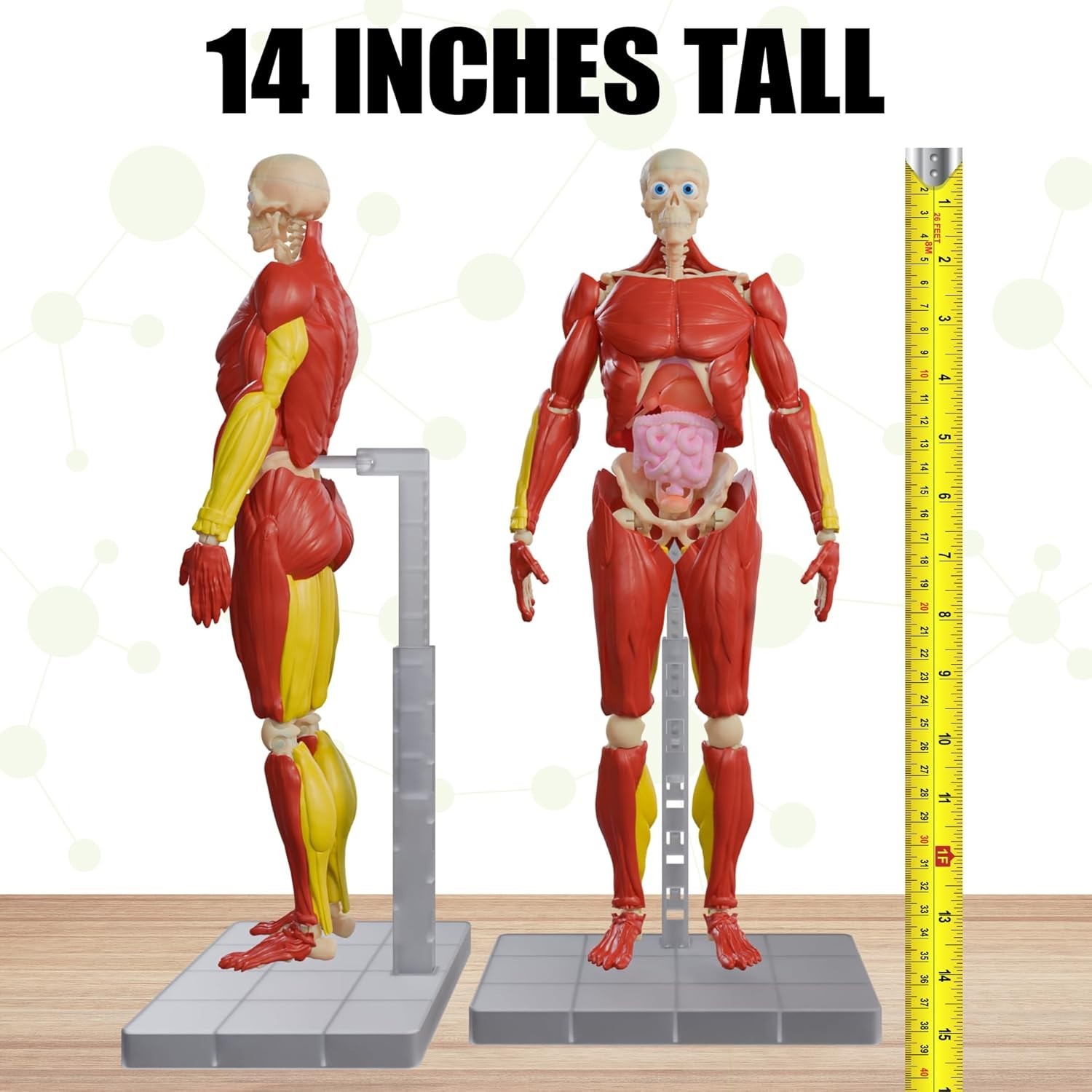 STEM Toys for Kids – 14” Interactive Human Body Model with 60 Removable Pieces